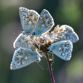 Bläulinge Naturschutz Pfalz