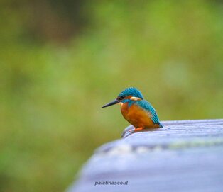 Naturerlebnis Wandern Eisvogel