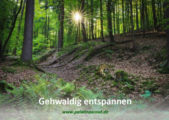 Entspannung im Wald