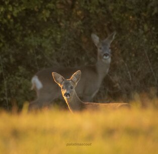 Natur Stumpfwald Rehe